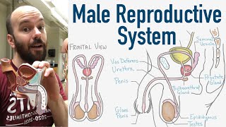 Male Reproductive System  Structure Function 3D Model [upl. by Aitnuahs]