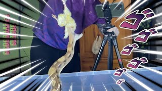 HANCOCK  Boa Constrictor BCI  feeding 🎬 240724 [upl. by Marnia776]