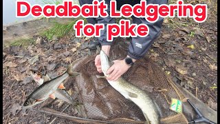 Deadbait ledgering for pike oct 2023 [upl. by Marti]