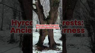 UNESCO Hyrcanian Forests Iran shorts hyrcanian [upl. by Lah]