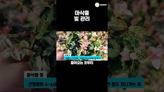 무늬가 사라진 다면 마삭줄 빛 관리가 중요합니다 공기정화식물 식물키우기 plants 엉클플랜트 [upl. by Nathanil]