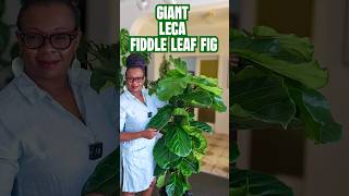 The BIGGEST Fiddle Leaf Fig Transformation  Soil to Leca [upl. by Cordi]