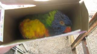 Moe the rainbow lorikeet says hello in a box rainbow lorikeet talking and playing [upl. by Atinet474]