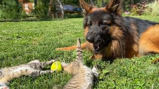 German Shepherds Reaction to Kittens Stealing his Favorite Toy [upl. by Enitsud189]