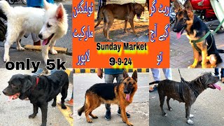 Sunday Dog market  tollington dog market  Labrador dog marketGerman shepherd dog marketviral [upl. by Silverts768]