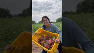 Dragon fruit farm lo Fruity fruits cutting ❤️ sahrudafruity dragon farming eating ytshorts [upl. by Eniowtna]