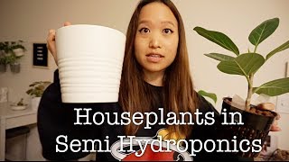 HOW I GROW MY HOUSEPLANTS IN SEMI HYDROPONICS  LECA [upl. by Imuy522]