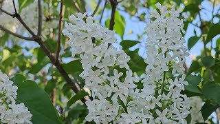 White Lilac  Syringa Vulgaris [upl. by Aisirtap]