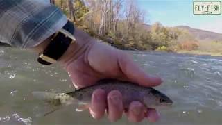 Fly Fishing  Esopus Creek October 26 2019 [upl. by Anawk]