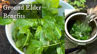 Ground Elder aka “Goutweed”  Health benefits making fresh steeped tea amp where to find 🌱 🍵 [upl. by Wylma]