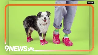 Crocs to sell shoes for dogs [upl. by Luoar]