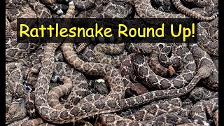 Rattlesnake RoundUP 2024 [upl. by Jaunita]