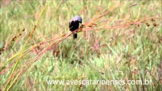 Caboclinhodebarrigapreta Sporophila melanogaster Blackbellied Seedeater MVI0617 [upl. by Jerrol7]