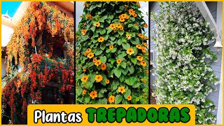 PLANTAS TREPADORAS con BELLAS FLORES para DECORAR tu HOGAR [upl. by Calondra250]