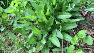 Wood Betony Stachys officinalis Traditional Medicinal Uses Lore amp Magic Part 2 [upl. by Korman274]