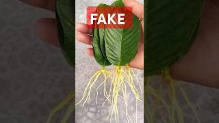 This Is How They Make Fake Propagation videos  How To Grow Guava From Leaves guava propagation [upl. by Assenaj168]