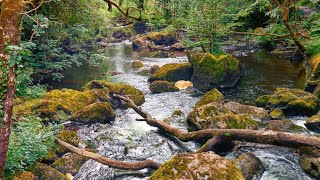 Devils Glen amp Seamus Heaney Walk Co Wicklow [upl. by Fakieh]