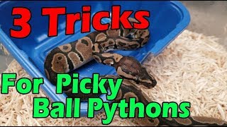 Getting a Picky Ball Python to Eat [upl. by Nikolos]