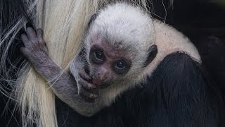 It Takes a Village to Raise a Colobus Monkey [upl. by Aicaca]