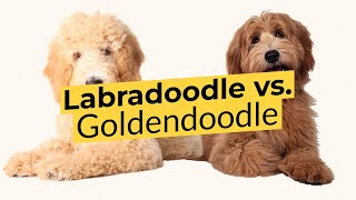 Labradoodle vs Goldendoodle 🐶 Breed Comparison 🐶 🔴 2023 🔴 [upl. by Atoiyanap850]