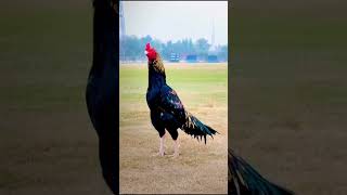 Aseel Murga Lovers  Aseel Pakistan Top Breeds in 60 Seconds [upl. by Mehalek]