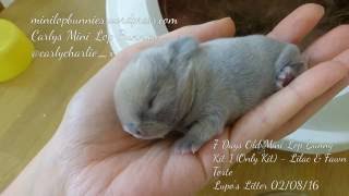 1  11 Day Old Mini Lop Baby Part 4 Bunny Rabbit Kit Runt  Surprise Litter miniature lop [upl. by Diego]