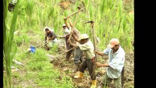 El velorio  Oscar Humberto Gómez Gómez  El campesino embejucao [upl. by Socrates]