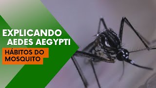 Explicando Aedes Aepgyti Você conhece os hábitos do mosquito [upl. by Noella]