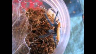 Bonnetina sp guerrero Bonnetina papalutlensis and Avicularia Versicolor feeding [upl. by Erehc]