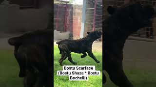 Preparing Boerboel for Appraisal [upl. by Buckler360]