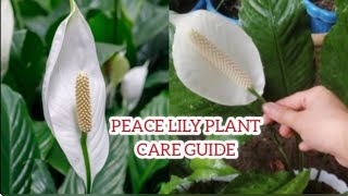 PEACE LILY PLANT CARE AND PROPAGATION [upl. by Jb]