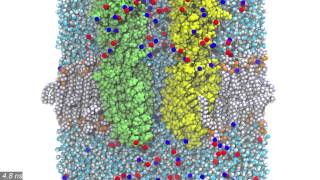 Pore hydration of a pentameric ligandgated ion channel pLGIC [upl. by Aneen]