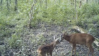 Chevreuils de juin  12 minutes de vie sauvage en toute proximité [upl. by Ab]