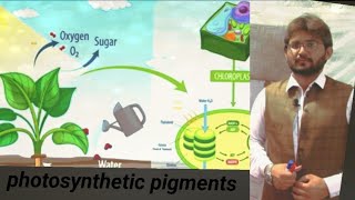 photosynthetic pigments [upl. by Sherris]