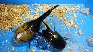 Big Beetle Battle  The Hercules Beetle is the strongest insect [upl. by Ayekel]