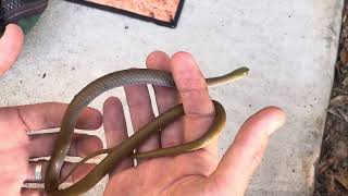 Yellow Faced Whip Snake in a Garden [upl. by Einial819]