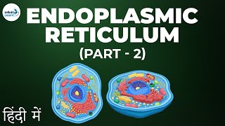 Cells  Lesson 09  Endoplasmic Reticulum  Part 2  in Hindi हिंदी में   Infinity Learn [upl. by Egdirdle976]