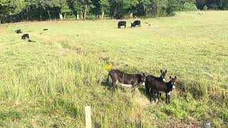 Cows and donkeys [upl. by Martguerita]