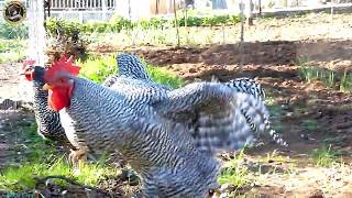 chicken breeds  AMROCK rooster crowing  FREDDY FARM [upl. by Yorgos]