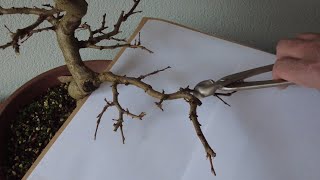 How to clip your carpinus in winter The bonsai area [upl. by Eric]