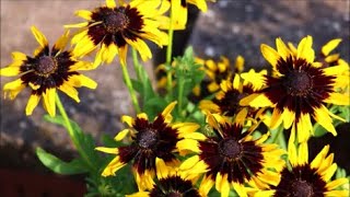 How to Grow Rudbeckia from Seed [upl. by Candide269]