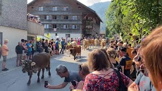 Alptag in Schwarzenberg Ankunft der Alpe Obere und Wildgunten [upl. by Ycnahc]