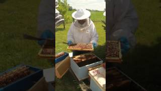 Beekeeping OTS On The Spot Queen Rearing Workshop with Jamie Walters  Part 1 [upl. by Ahseek]