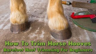 How To Trim Horse Hooves Barefoot Hoof Trimming For Beginners [upl. by Noj358]