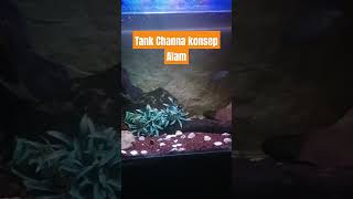 Ikan Channa asiatica jumbo shortsvideo [upl. by Anaet]