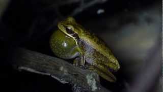 Hypsiboas prasinus vocalizando [upl. by Gainor]