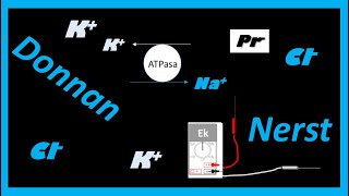 ❤️‍🔥3 en 1 Nerst Donnan y gradientes electroquimicos❤️‍🔥bis [upl. by Hnahym]