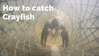 How to Catch Crayfish UK Crayfishing [upl. by Saleme]