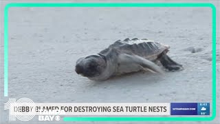 Damage from Hurricane Debby blamed for destroying sea turtle nests [upl. by Kleon]