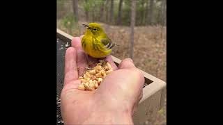 Hand Feeding a Pine Warbler [upl. by Odarnoc834]